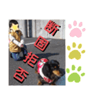 愛犬りくちゃん4（個別スタンプ：8）