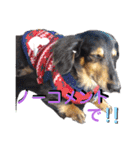 愛犬りくちゃん4（個別スタンプ：9）