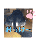 愛犬りくちゃん4（個別スタンプ：10）