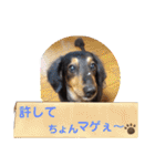 愛犬りくちゃん4（個別スタンプ：11）