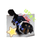 愛犬りくちゃん4（個別スタンプ：12）