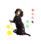 愛犬りくちゃん4（個別スタンプ：13）
