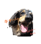愛犬りくちゃん4（個別スタンプ：14）