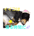 愛犬りくちゃん4（個別スタンプ：15）