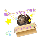 愛犬りくちゃん4（個別スタンプ：16）
