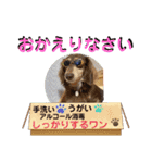 愛犬りくちゃん4（個別スタンプ：19）