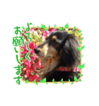 愛犬りくちゃん4（個別スタンプ：22）