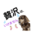 愛犬りくちゃん4（個別スタンプ：28）