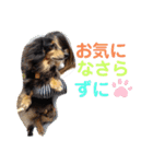 愛犬りくちゃん4（個別スタンプ：30）