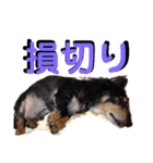 愛犬りくちゃん4（個別スタンプ：31）