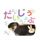 愛犬りくちゃん4（個別スタンプ：34）