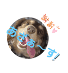 愛犬りくちゃん4（個別スタンプ：35）