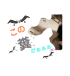 愛犬りくちゃん4（個別スタンプ：36）