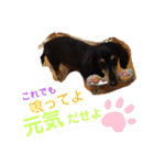 愛犬りくちゃん4（個別スタンプ：37）