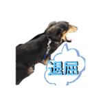 愛犬りくちゃん4（個別スタンプ：40）