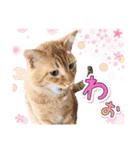 ファニーなニャンズ 2021 卒業にゃんこ2（個別スタンプ：1）