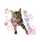 ファニーなニャンズ 2021 卒業にゃんこ2（個別スタンプ：4）