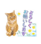 ファニーなニャンズ 2021 卒業にゃんこ2（個別スタンプ：6）