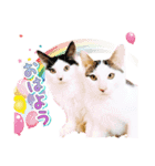 ファニーなニャンズ 2021 卒業にゃんこ2（個別スタンプ：7）