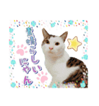 ファニーなニャンズ 2021 卒業にゃんこ2（個別スタンプ：8）