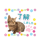 ファニーなニャンズ 2021 卒業にゃんこ2（個別スタンプ：13）