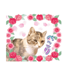 ファニーなニャンズ 2021 卒業にゃんこ2（個別スタンプ：16）
