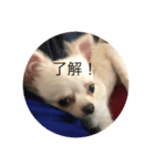 ニコと日常（個別スタンプ：1）