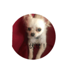ニコと日常（個別スタンプ：4）