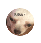 ニコと日常（個別スタンプ：8）