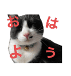 ハナクソぬこすたんぷ❗️❗️❗️（個別スタンプ：1）