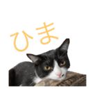 ハナクソぬこすたんぷ❗️❗️❗️（個別スタンプ：4）