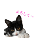 ハナクソぬこすたんぷ❗️❗️❗️（個別スタンプ：6）
