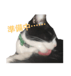 ハナクソぬこすたんぷ❗️❗️❗️（個別スタンプ：8）