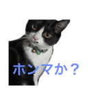 ハナクソぬこすたんぷ❗️❗️❗️（個別スタンプ：10）