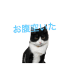 ハナクソぬこすたんぷ❗️❗️❗️（個別スタンプ：13）