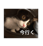 ハナクソぬこすたんぷ❗️❗️❗️（個別スタンプ：16）