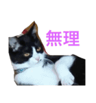 ハナクソぬこすたんぷ❗️❗️❗️（個別スタンプ：17）