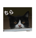 ハナクソぬこすたんぷ❗️❗️❗️（個別スタンプ：24）