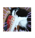 ハナクソぬこすたんぷ❗️❗️❗️（個別スタンプ：25）