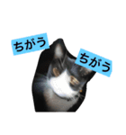 ハナクソぬこすたんぷ❗️❗️❗️（個別スタンプ：37）