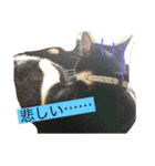 ハナクソぬこすたんぷ❗️❗️❗️（個別スタンプ：38）