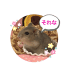 気まぐれねねこのスタンプ♡2（個別スタンプ：1）