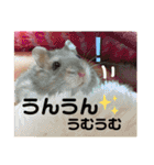 気まぐれねねこのスタンプ♡2（個別スタンプ：2）