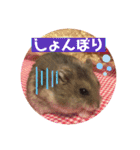 気まぐれねねこのスタンプ♡2（個別スタンプ：12）