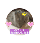 気まぐれねねこのスタンプ♡2（個別スタンプ：16）