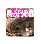 気まぐれねねこのスタンプ♡2（個別スタンプ：23）