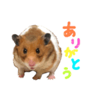 ゴールデンハムスタんぷ（個別スタンプ：1）