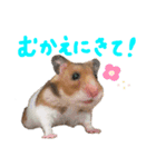 ゴールデンハムスタんぷ（個別スタンプ：3）