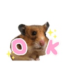 ゴールデンハムスタんぷ（個別スタンプ：4）