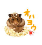 ゴールデンハムスタんぷ（個別スタンプ：5）